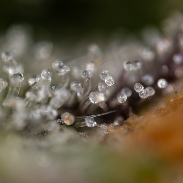 Green Crack F1 Autoflower (Zamnesia Seeds) Feminiserede