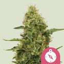 Northern Light (Royal Queen Seeds) Feminiserede
