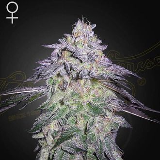 Nori Cake (Greenhouse Seeds) Feminiserede