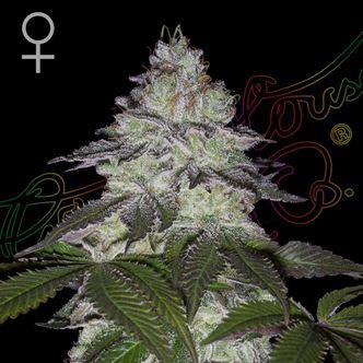 Milky Dreams (Greenhouse Seeds) feminiserede cannabisfr&oslash;