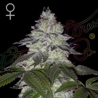 Milky Dreams (Greenhouse Seeds) Feminiserede