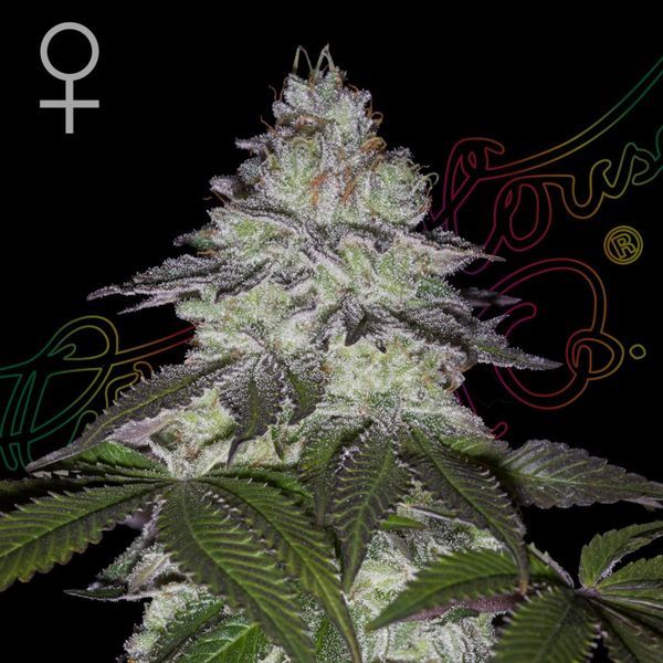 Milky Dreams (Greenhouse Seeds) Feminiserede