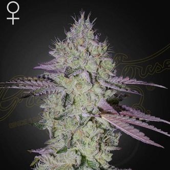 Tarte Tatin (Greenhouse Seeds) feminiserede