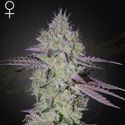 Tarte Tatin (Greenhouse Seeds) Feminiserede