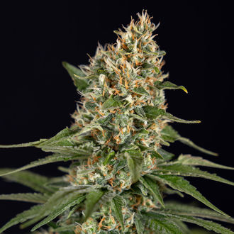 Cosmic Noodles (Zamnesia Seeds) Feminiserede