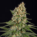 Cosmic Noodles (Zamnesia Seeds) Feminiserede