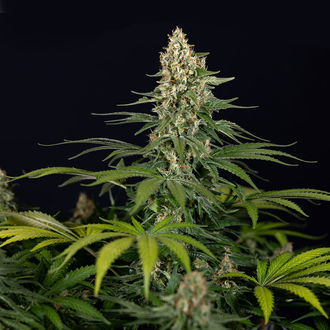 Cosmic Noodles (Zamnesia Seeds) Feminiserede