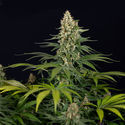 Cosmic Noodles (Zamnesia Seeds) Feminiserede