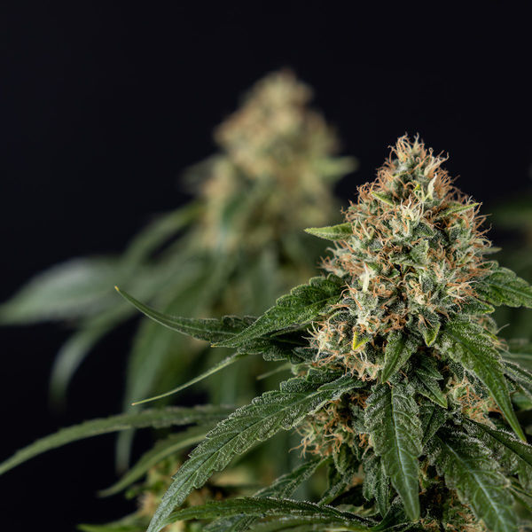 Cosmic Noodles (Zamnesia Seeds) Feminiserede