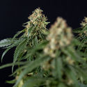 Cosmic Noodles (Zamnesia Seeds) Feminiserede