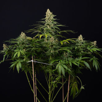 Cosmic Noodles (Zamnesia Seeds) Feminiserede