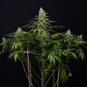 Cosmic Noodles (Zamnesia Seeds) Feminiserede