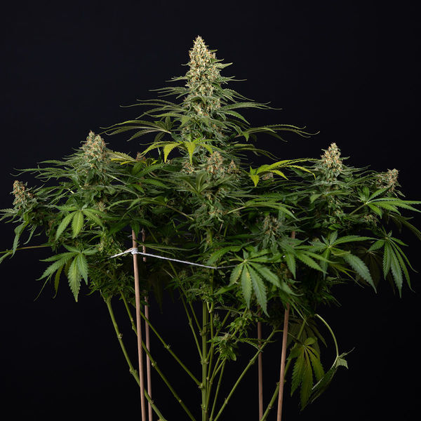 Cosmic Noodles (Zamnesia Seeds) Feminiserede