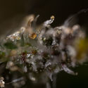 Cosmic Noodles (Zamnesia Seeds) Feminiserede