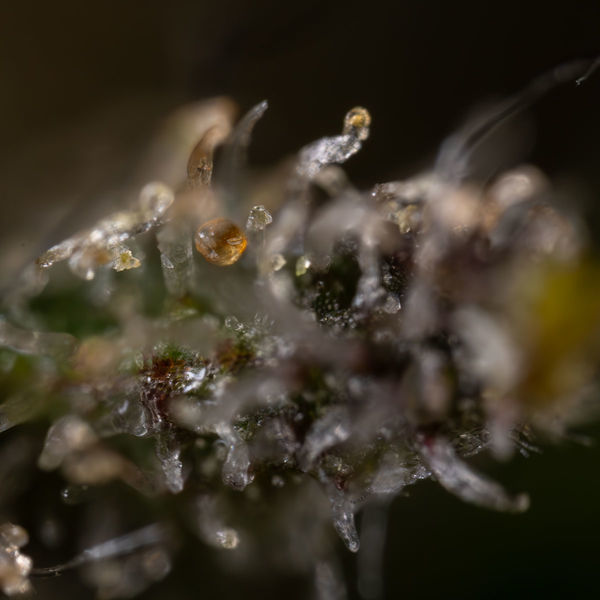 Cosmic Noodles (Zamnesia Seeds) Feminiserede