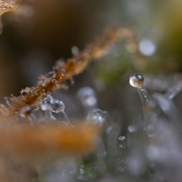 Cosmic Noodles (Zamnesia Seeds) Feminiserede