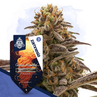 Cosmic Noodles Automatic (Zamnesia Seeds) feminiserede