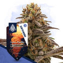 Cosmic Noodles Autoflower (Zamnesia Seeds) Feminiserede