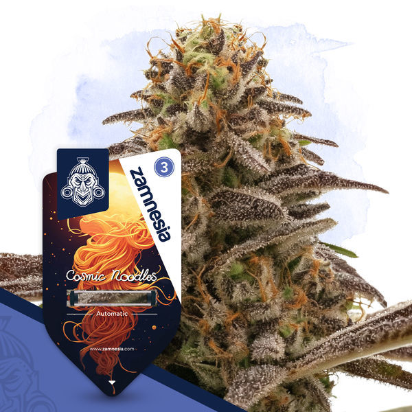 Cosmic Noodles Autoflower (Zamnesia Seeds) Feminiserede