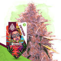 Karen Kush (Zamnesia Seeds) Feminiserede