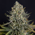Karen Kush (Zamnesia Seeds) Feminiserede