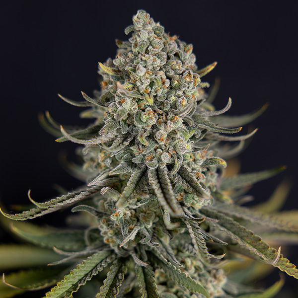 Karen Kush (Zamnesia Seeds) Feminiserede