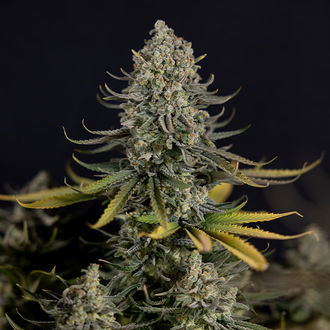 Karen Kush (Zamnesia Seeds) Feminiserede