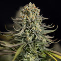 Karen Kush (Zamnesia Seeds) Feminiserede