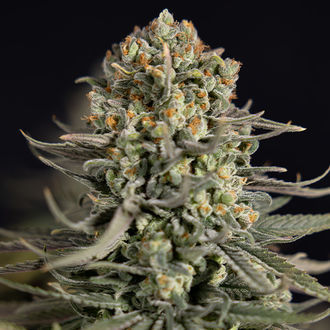 Karen Kush (Zamnesia Seeds) Feminiserede