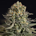 Karen Kush (Zamnesia Seeds) Feminiserede