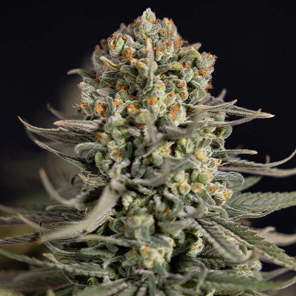 Karen Kush (Zamnesia Seeds) Feminiserede