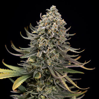 Karen Kush (Zamnesia Seeds) Feminiserede