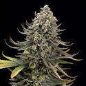 Karen Kush (Zamnesia Seeds) Feminiserede