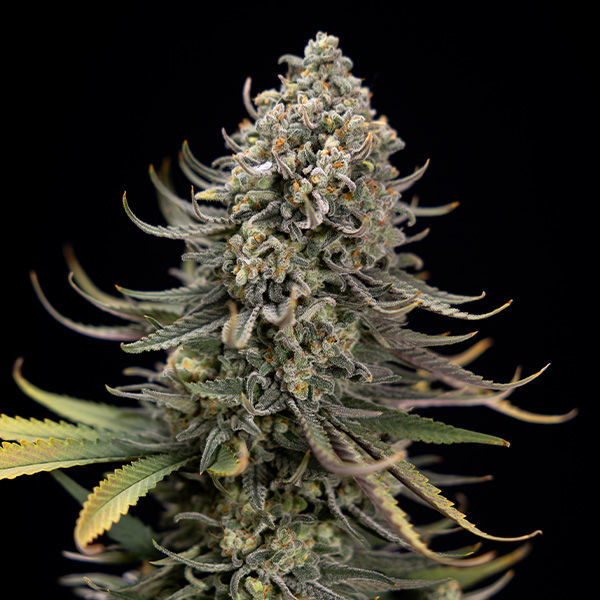 Karen Kush (Zamnesia Seeds) Feminiserede