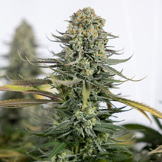 Karen Kush (Zamnesia Seeds) Feminiserede