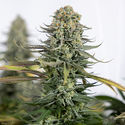 Karen Kush (Zamnesia Seeds) Feminiserede