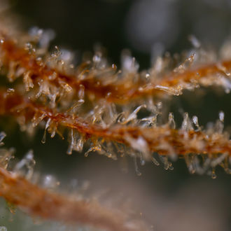 Karen Kush (Zamnesia Seeds) Feminiserede