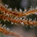 Karen Kush (Zamnesia Seeds) Feminiserede