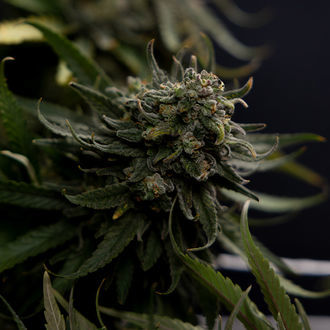 Karen Kush (Zamnesia Seeds) Feminiserede