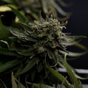 Karen Kush (Zamnesia Seeds) Feminiserede