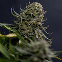 Karen Kush (Zamnesia Seeds) Feminiserede