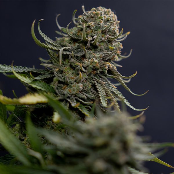 Karen Kush (Zamnesia Seeds) Feminiserede