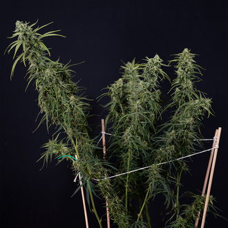 Karen Kush Autoflower (Zamnesia Seeds) Feminiserede