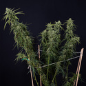 Karen Kush Autoflower (Zamnesia Seeds) Feminiserede