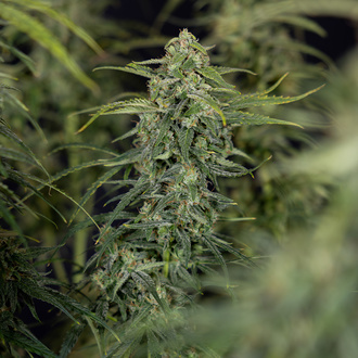 Karen Kush Autoflower (Zamnesia Seeds) Feminiserede