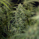 Karen Kush Autoflower (Zamnesia Seeds) Feminiserede