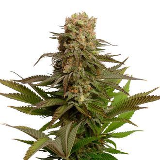 Kosher Choco Kush (Amsterdam Genetics) Feminiserede