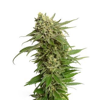 Quicksilver (Amsterdam Genetics) Feminiserede