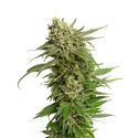 Quicksilver (Amsterdam Genetics) Feminiserede