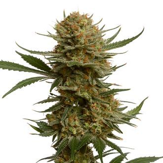 Chunky Cookies (Amsterdam Genetics) Feminiserede